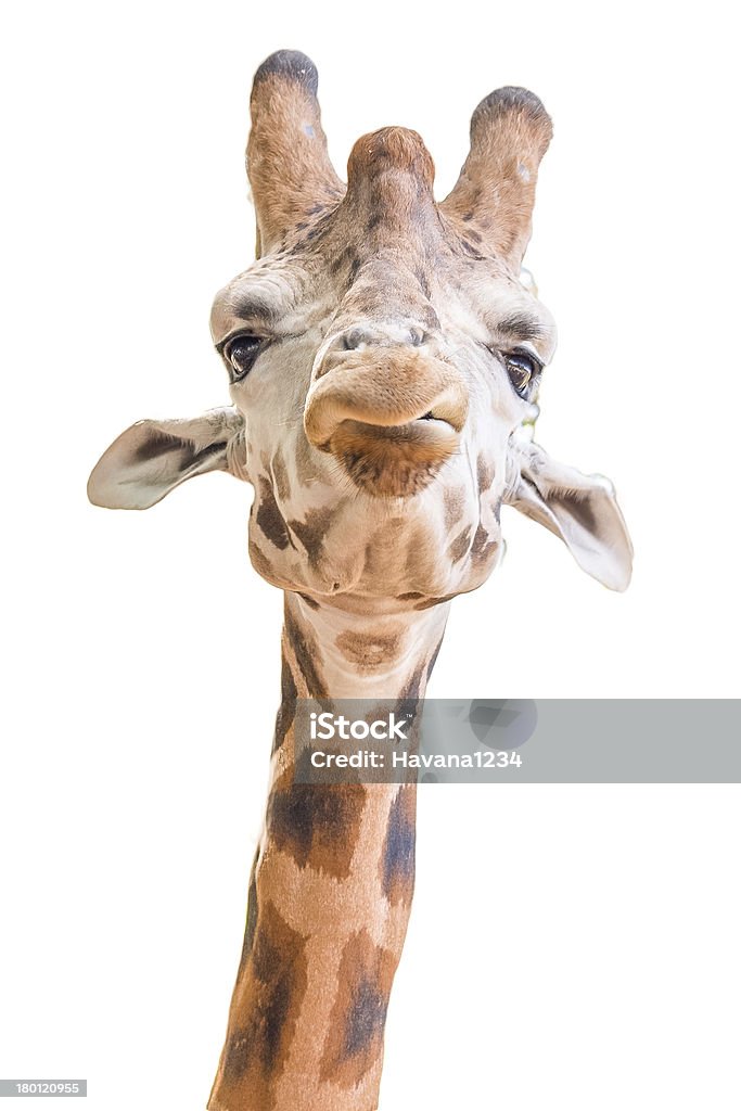 Close-up de um engraçado Girafa em fundo branco - Royalty-free Alto - Altura Humana Foto de stock