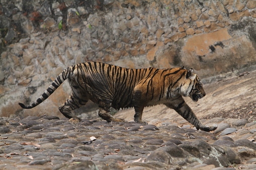 a Sumatran tiger walks around the rocks