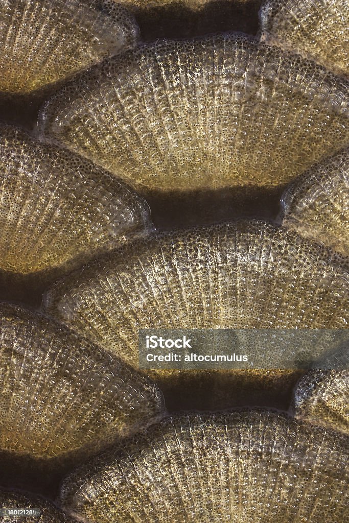 Escalas de pescado - Foto de stock de Agua dulce - Agua libre de derechos