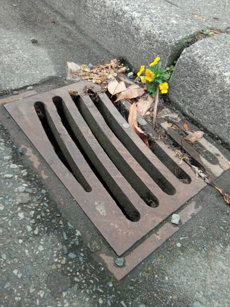 istock Winter Pansies (Viola cornuta) growing out of sewer drain pipe 1801215822