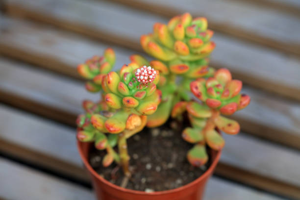 Close up of succulent succulent plants