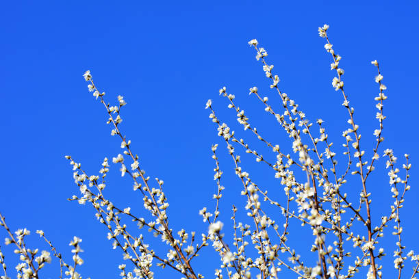 Peach blossom in the park, North China