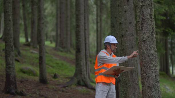 istock Ecologist on fieldwork in pine forest. Sustainability and ecosystem care. 1801218959