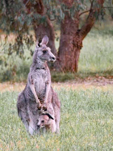 istock Mama Kangaroo and Her Baby 1801223387