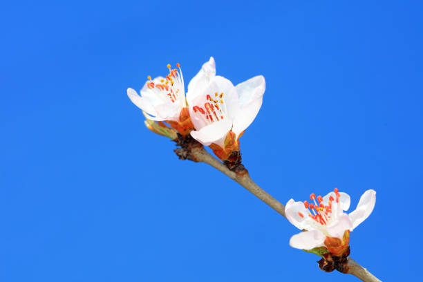 Peach blossom in the park, North China