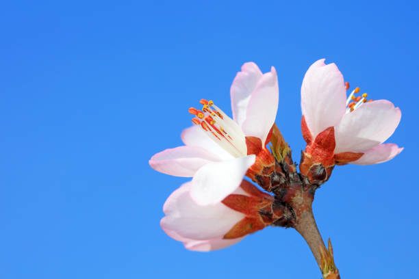 Peach blossom in the park, North China