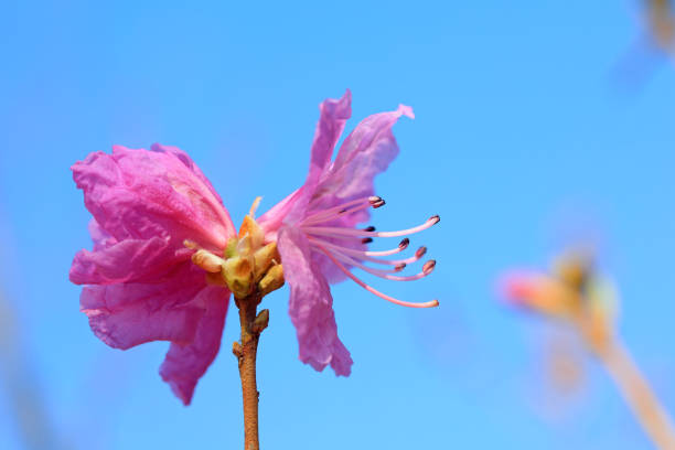 Pink flowers against the blue sky