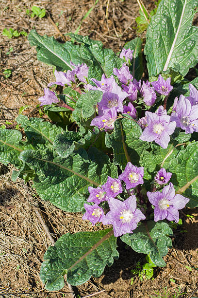 mandrake mandragora officinalis fleurs - depressant photos et images de collection