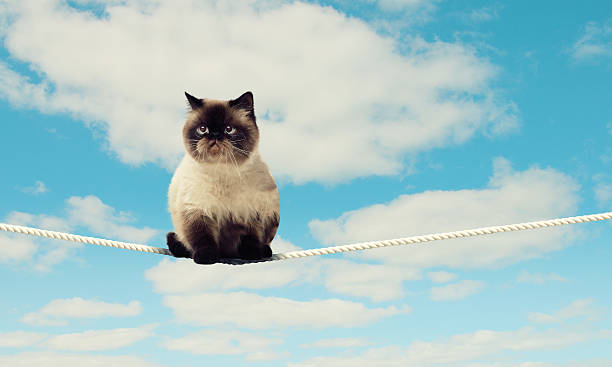 Sad Cat Rope 20+ Tabby Cat Hanging On Rope Stock Photos, Pictures & Royalty-Free ...