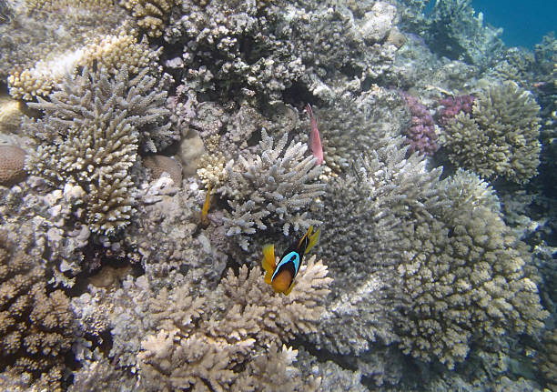 istock snorkeling in the red sea 180123610