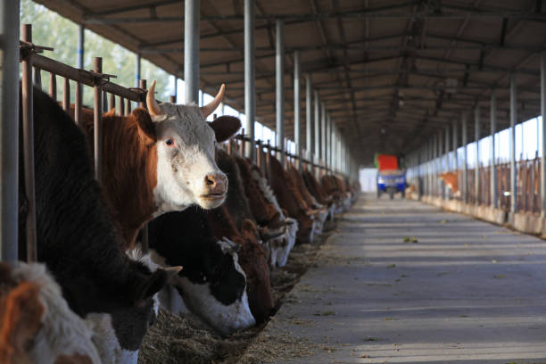 istock Lean beef cattle in farms, North China 1801239188