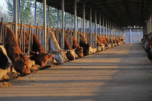 Cattle farm, a herd of dairy cows with tags and collars stand in the stall and eat combined feed in the barn. AGRICULTURE - Cows eating in stalls.