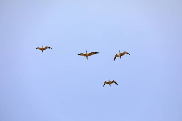 istock Birds flying in the sky, North China 1801240759