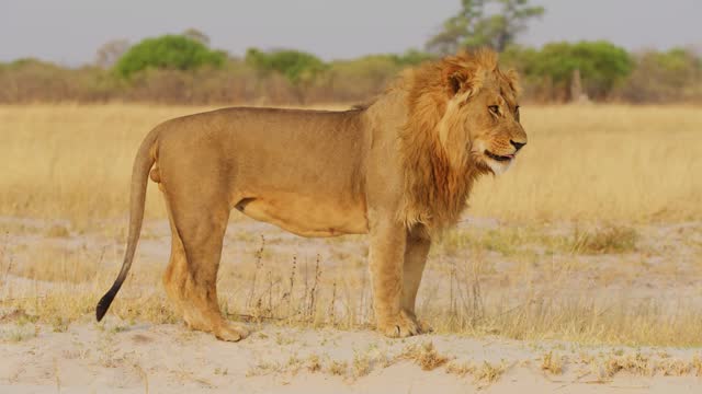 Footage of a big wild male African lion (Panthera leo) in Savanah