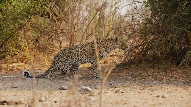 African Leopard (Panthera pardus) proud walk