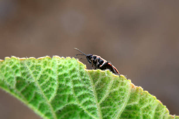 Earwig hiding in dahlia foliage. Earwig damaging dahlia leaves and flower petals.