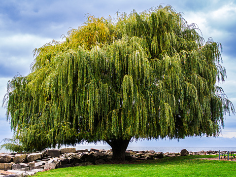 In Lakewood Park, adjacent to Lake Erie outside Cleveland, Ohio, stands a majestic tree adorned with cascading branches, set against a backdrop of dramatic clouds. This scenic view captures the tree's grandeur amidst the dynamic sky in this picturesque park.