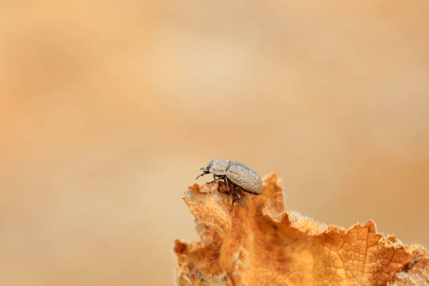 dermistid beetle (Trogoderma angustum) walking alone on white background