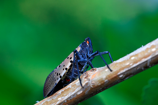 Wax cicadas live on wild plants in North China