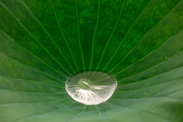 Lotus leaf in pond, North China