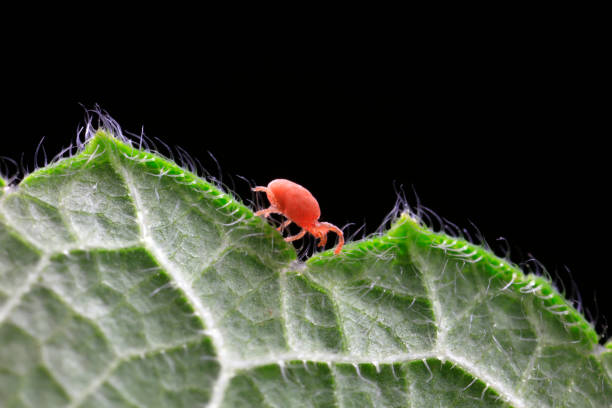 istock Red spider perches on wild plants, North China 1801247314