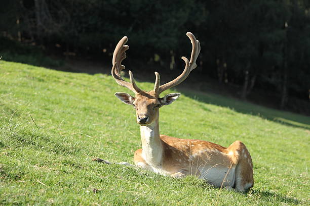 istock Male Fallow Deer, Dama, Resting in a green field 180125214