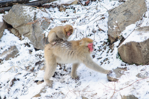 Monkey mom and her baby in Snow Monkey, Japan