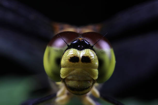 istock Close up of dragonfly's compound eyes 1801257128