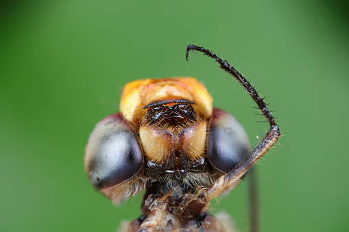 A macro image of a house fly.