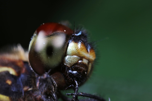 Close-up image of a Blue dasher dragonfly.