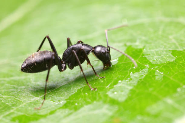 istock Ants on wild plants, North China 1801257663