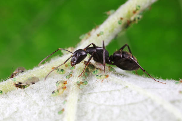 istock Ants on wild plants, North China 1801258174