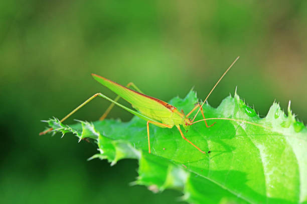 istock Katydids on wild plants, North China 1801258179
