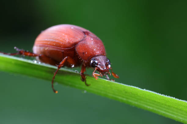 Beetles live on weeds in the North China Plain