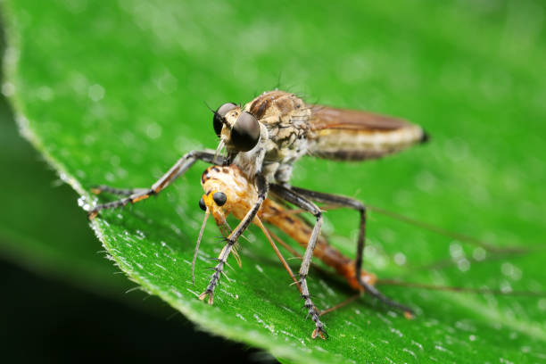 istock Insectivorous flies prey on weeds 1801258701