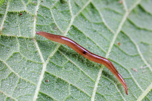 istock Larvae of Encyrtidae on wild plants, North China 1801259740