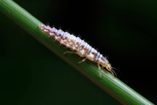 istock Aphid lions live on wild plants in North China 1801260805