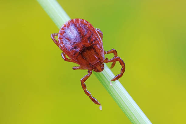 istock Ticks live on wild plants in the North China Plain 1801261419
