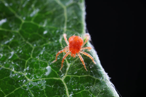 istock The red mite is found on wild plants in North China 1801262499