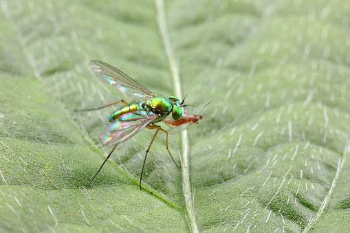 A tabanid perches on a green leaf in North China
