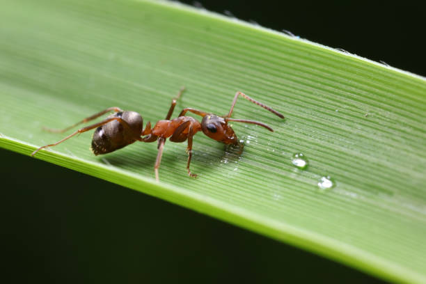 Ants on wild plants, North China