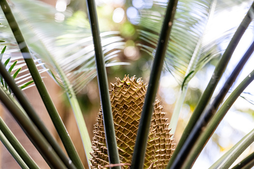 Closeup Palm tree cone, background with copy space, full frame horizontal composition