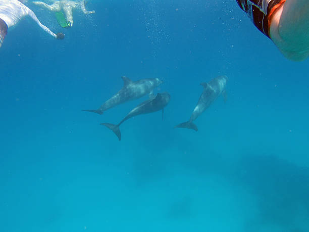 istock snorkeling in the red sea 180127324