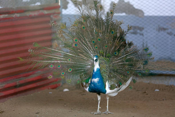 istock peacock flaunting its tail in a zoo, North China 1801283389