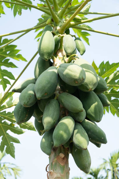 istock papaya tree with lots of fruit 1801283902