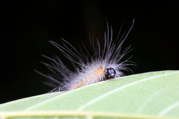 Lepidoptera larvae inhabit wild plants, North China