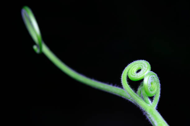 Close up of melon seedlings and vines