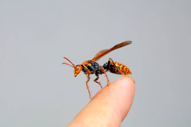 istock Bees stay on human fingers, North China 1801290110