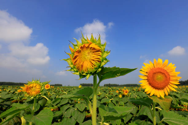 istock Sunflowers on a farm, China 1801290628