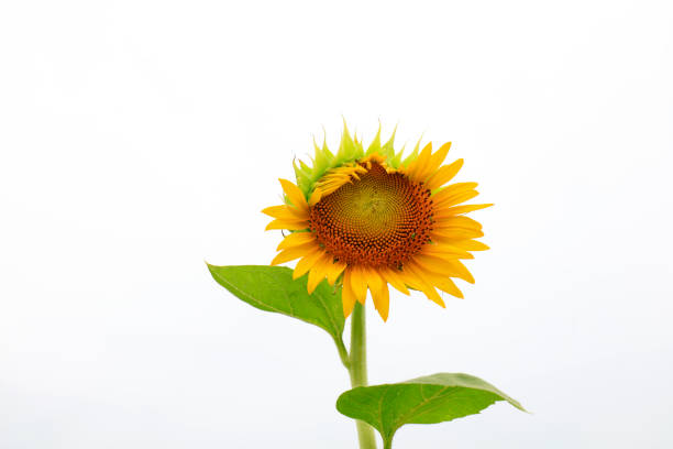 A close up of a sunflower isolated on a white background.